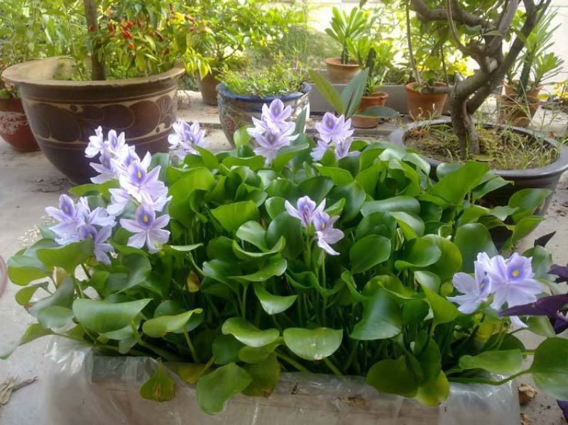 8月开什么花「8月开什么花-」