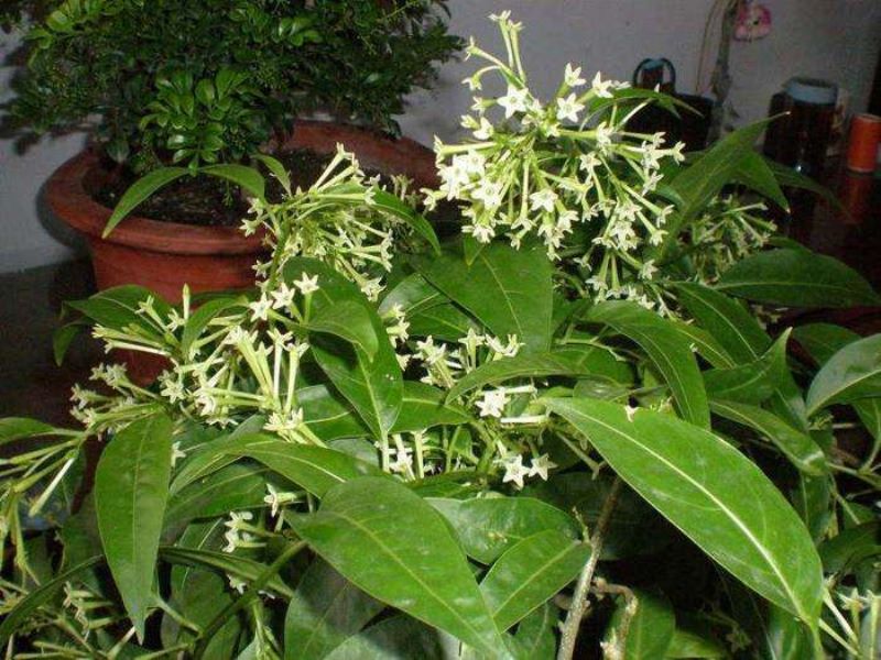 8月开什么花「8月开什么花-」