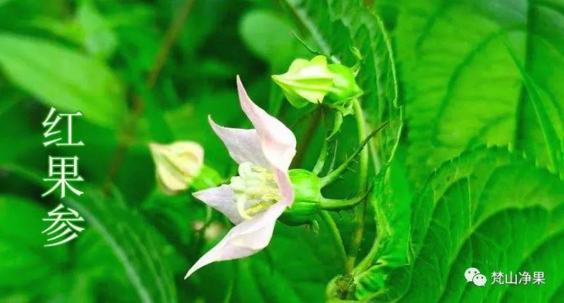 8月开什么花开花季节「8月开什么花-」