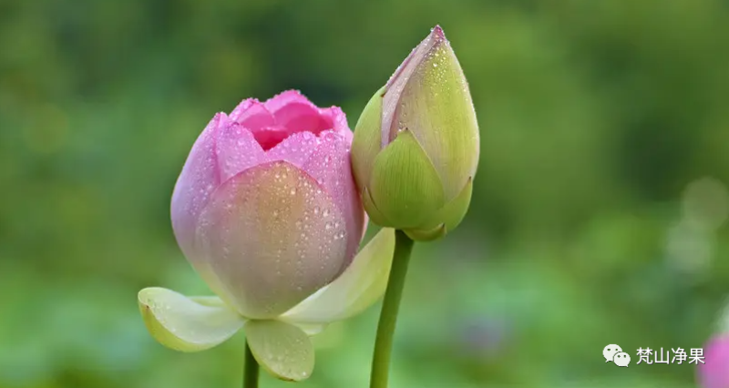 8月开什么花开花季节「8月开什么花-」