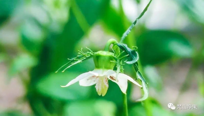 8月开什么花开花季节「8月开什么花-」