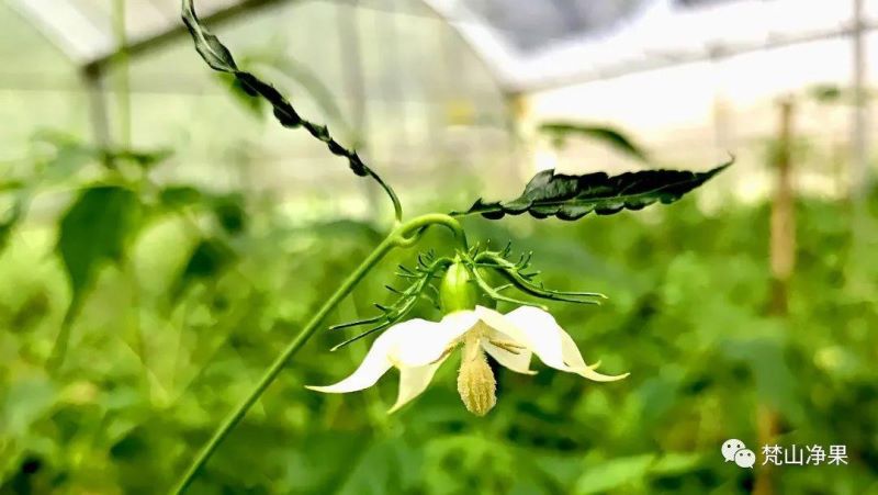 8月开什么花开花季节「8月开什么花-」