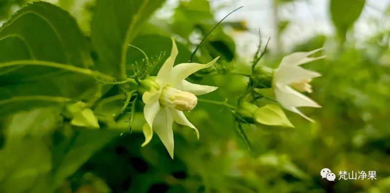 8月开什么花开花季节「8月开什么花-」