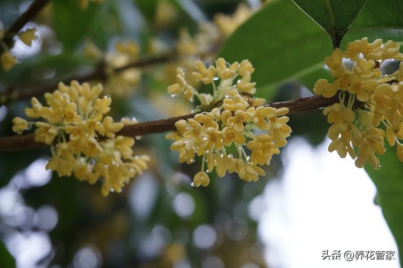 9月份开的花有哪些「9月份开的花有哪些图片」