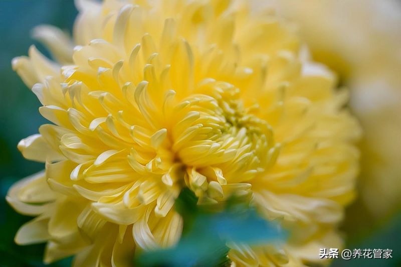 9月份开的花有哪些「9月份开的花有哪些图片」