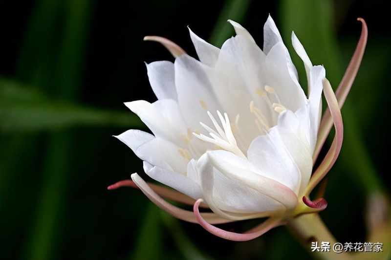 9月份开的花有哪些「9月份开的花有哪些图片」