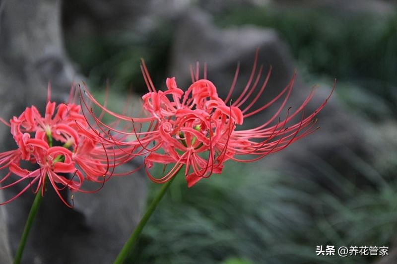 9月份开的花有哪些「9月份开的花有哪些图片」