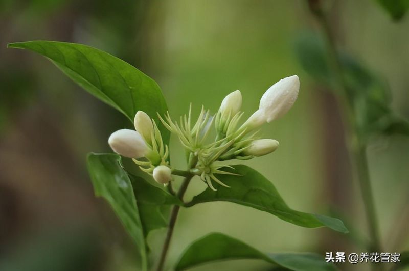 9月份开的花有哪些「9月份开的花有哪些图片」