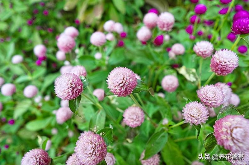9月份开的花有哪些「9月份开的花有哪些图片」