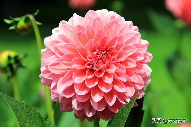 9月份开的花有哪些「9月份开的花有哪些图片」