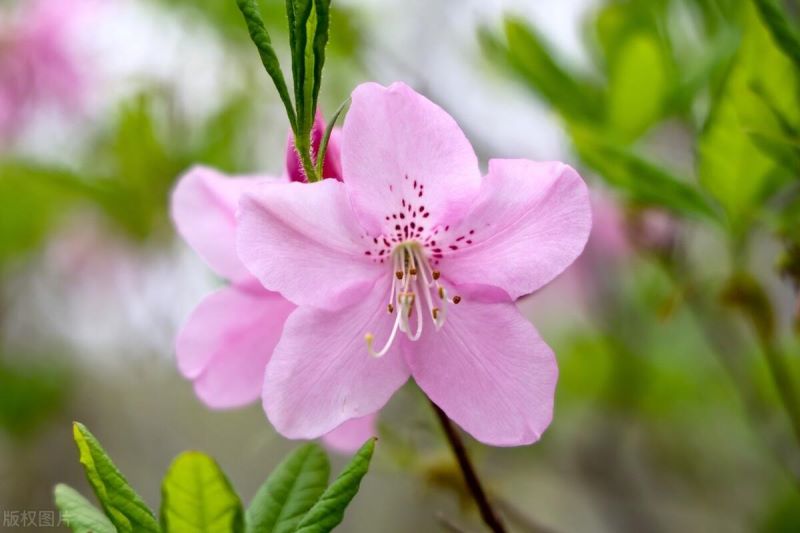 9月份杜鹃花不开花为什么「9月份杜鹃花不开花为什么呢」