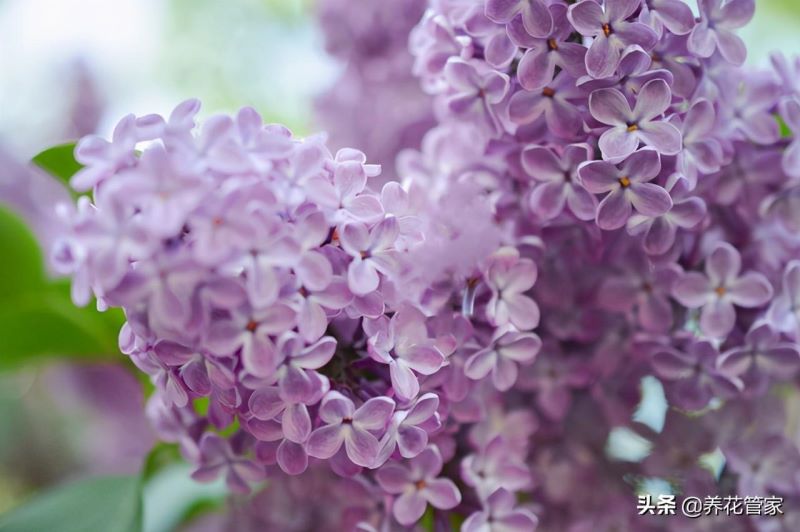 丁香花品种有哪些「丁香花品种有哪些名字」