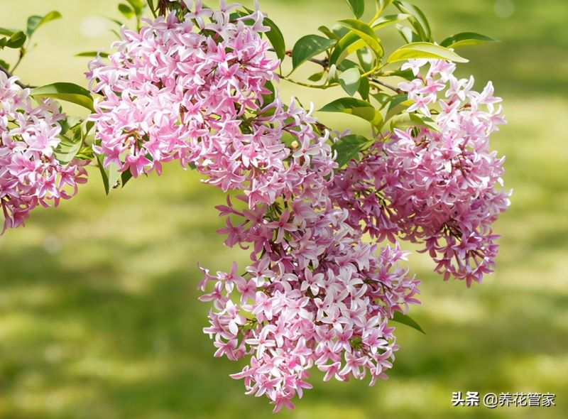 丁香花品种有哪些「丁香花品种有哪些名字」