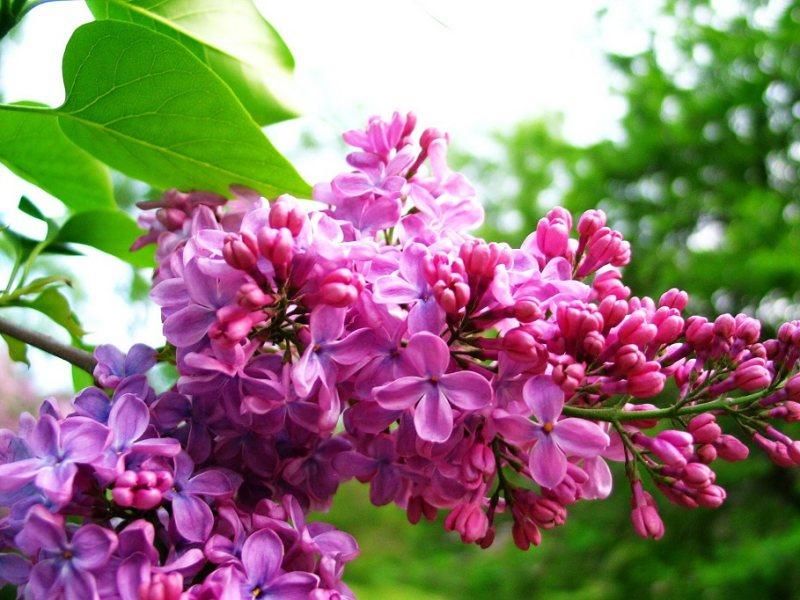 丁香花是什么样子「药用丁香花是什么样子」