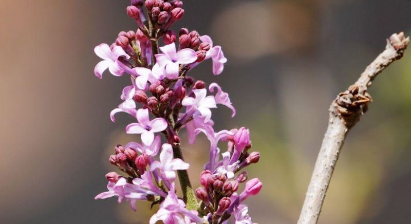 丁香花是什么样子「药用丁香花是什么样子」