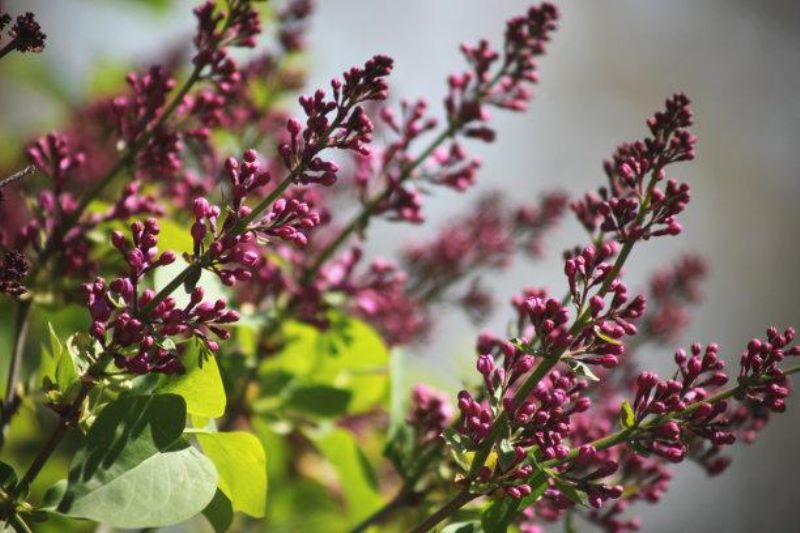 丁香花是什么样子「药用丁香花是什么样子」