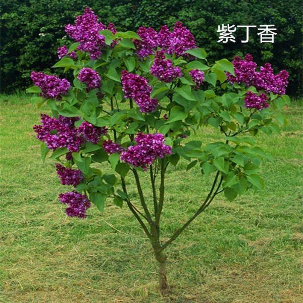 丁香花是什么样子「药用丁香花是什么样子」