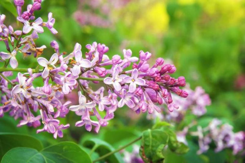 丁香花是什么样子「药用丁香花是什么样子」