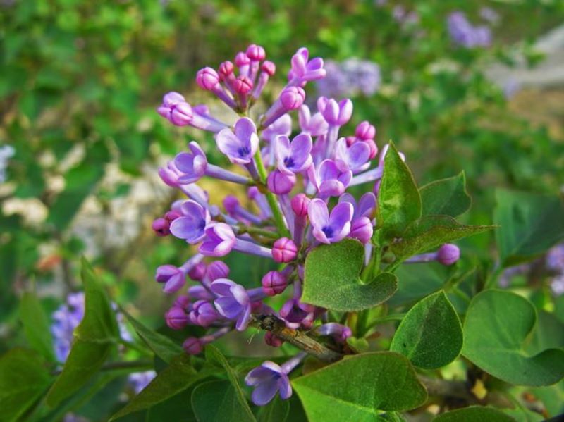 丁香花是什么样子「药用丁香花是什么样子」