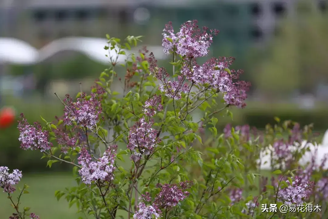 丁香花资料简介有哪些「丁香花资料简介有哪些特点」