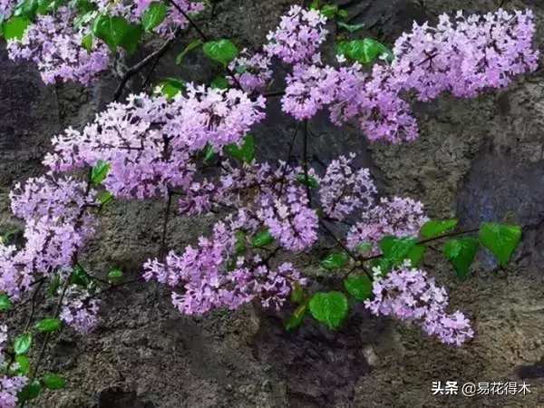 丁香花资料简介有哪些「丁香花资料简介有哪些特点」