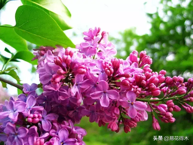 丁香花资料简介有哪些「丁香花资料简介有哪些特点」