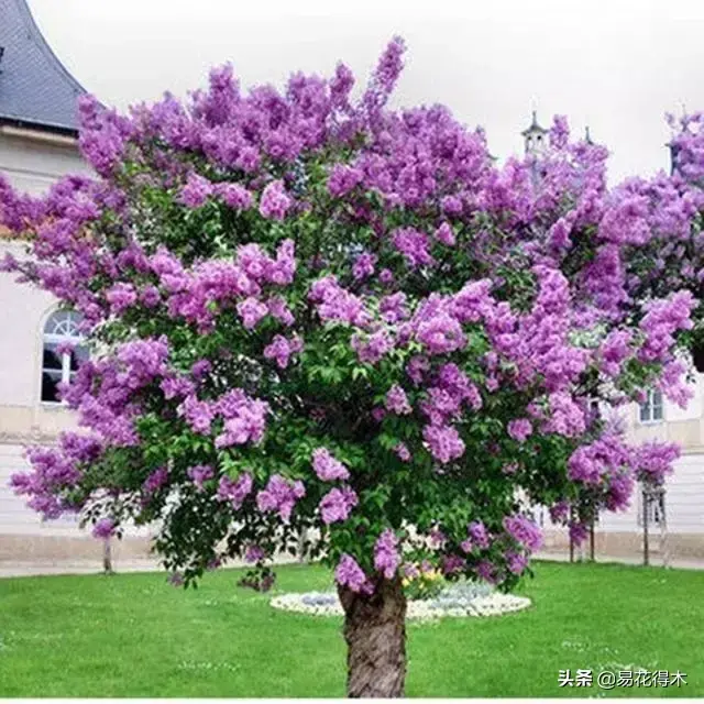 丁香花资料简介有哪些「丁香花资料简介有哪些特点」