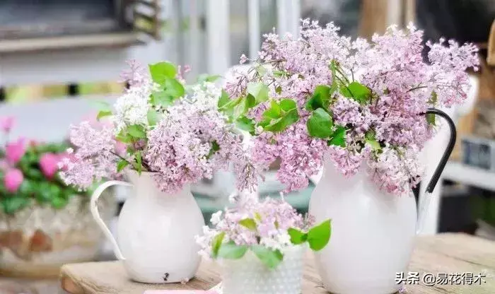 丁香花资料简介有哪些「丁香花资料简介有哪些特点」