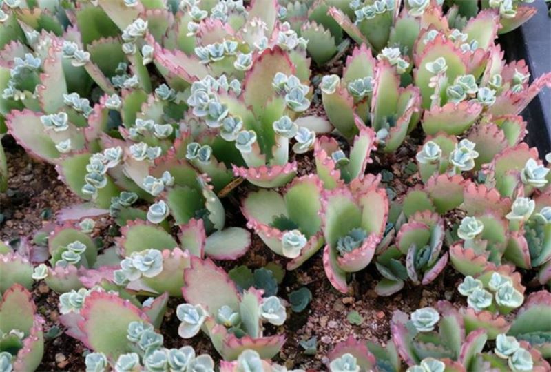不死鸟多肉怎么种植「不死鸟多肉的种植方法」