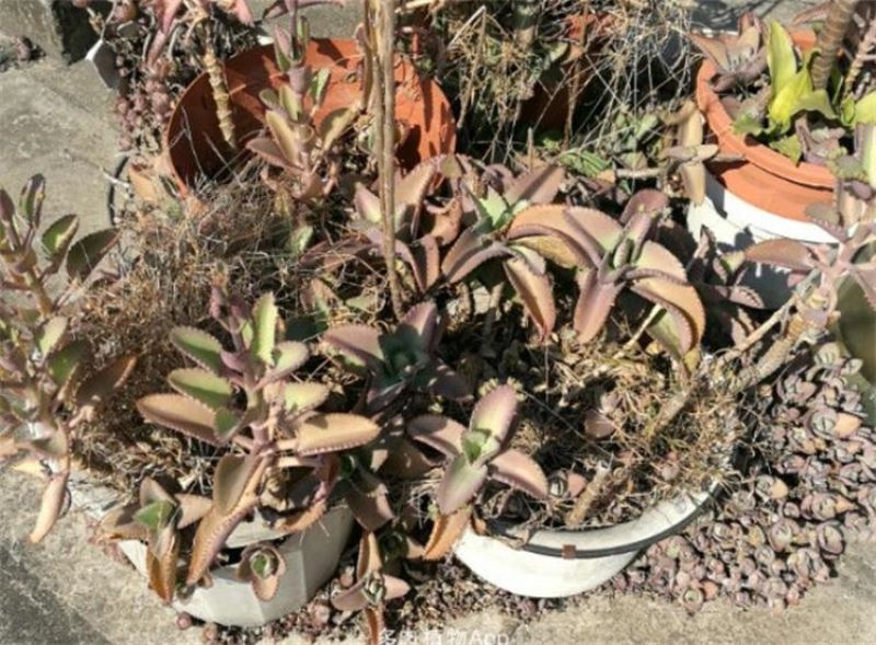 不死鸟多肉怎么种植「不死鸟多肉的种植方法」