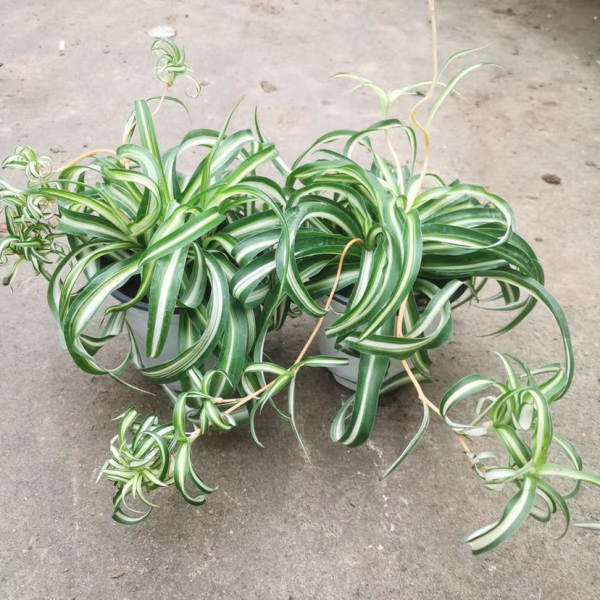 不需要阳光的室内植物有哪些「不需要阳光的室内植物有哪些品种-」