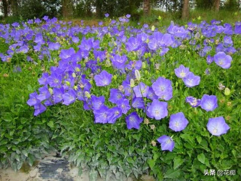 丛生风铃草多久开花一次「丛生风铃草多久开花一次啊」