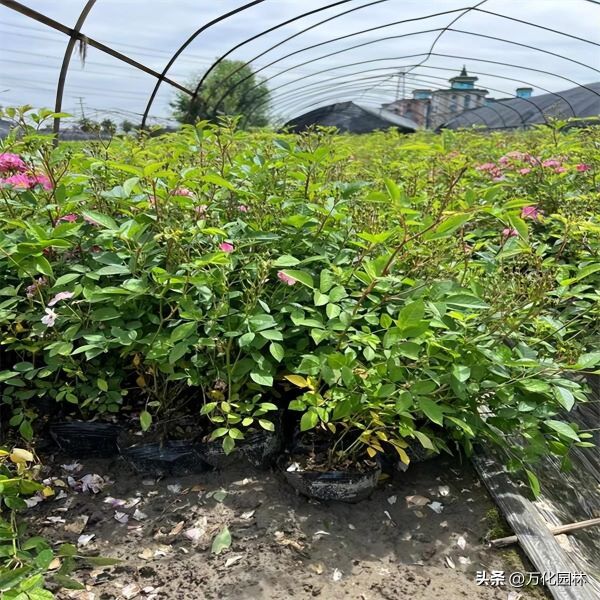 丰花月季几月开花「丰花月季几月开花几月结果」