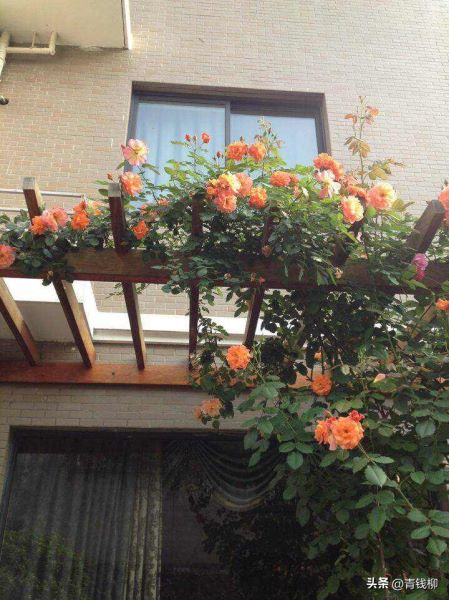 丰花月季怎么养护「丰花月季怎么养护和管理」