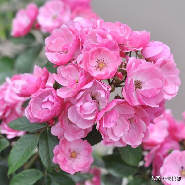 丰花月季怎么养护「丰花月季怎么养护和管理」