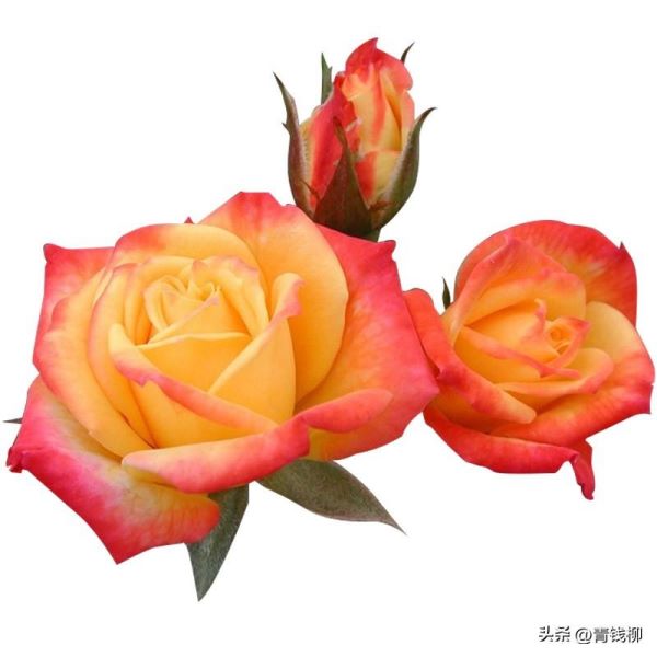 丰花月季怎么养护「丰花月季怎么养护和管理」