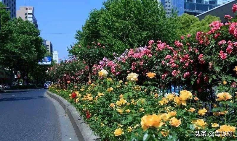 丰花月季怎么养护「丰花月季怎么养护和管理」