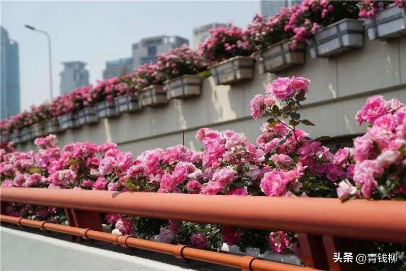 丰花月季怎么养护「丰花月季怎么养护和管理」