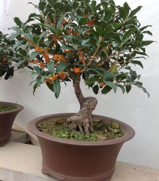丹桂怎么种植「丹桂怎么种植怎样浇水」