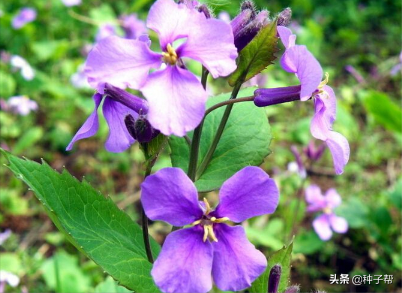 二月兰什么时候开花「二月兰什么时候开花-」