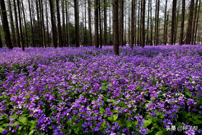 二月兰什么时候开花「二月兰什么时候开花-」