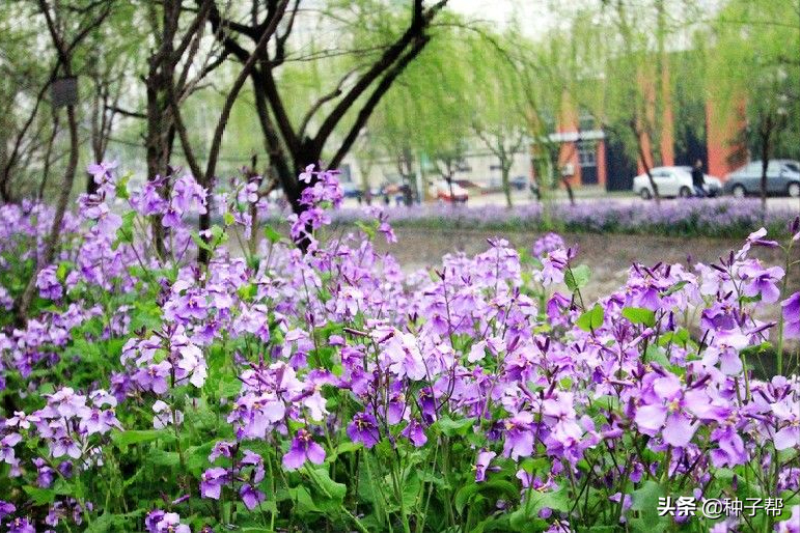二月兰什么时候开花「二月兰什么时候开花-」