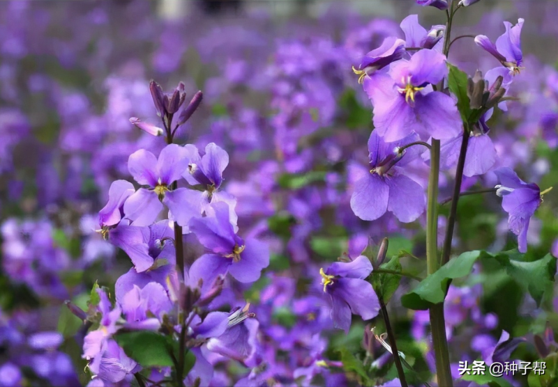 二月兰什么时候开花「二月兰什么时候开花-」