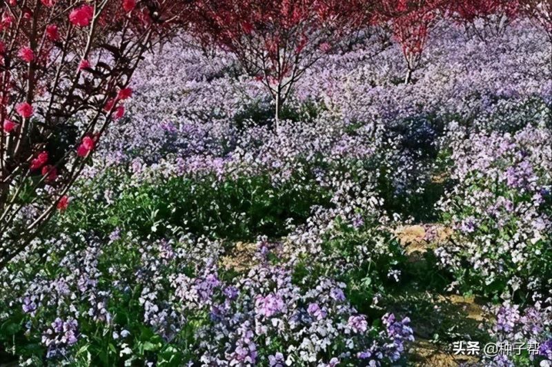 二月兰什么时候开花「二月兰什么时候开花-」