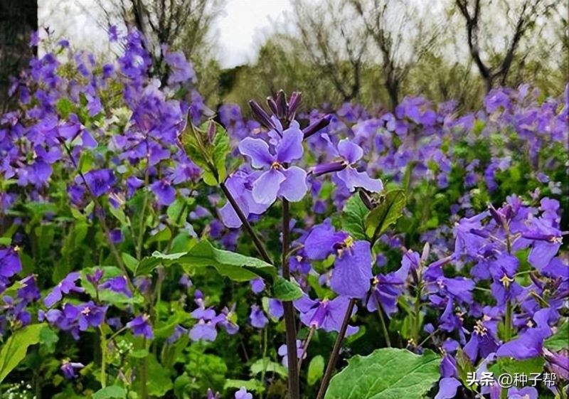 二月兰怎么种植「怎样种植二月兰」