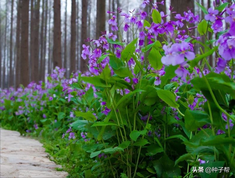 二月兰怎么种植「怎样种植二月兰」
