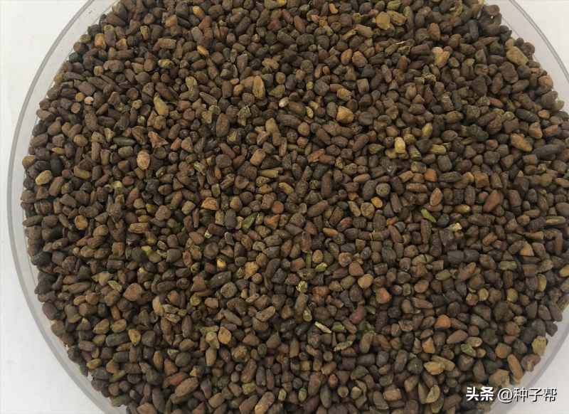二月兰种植后几天发芽「二月兰种植后几天发芽出土」