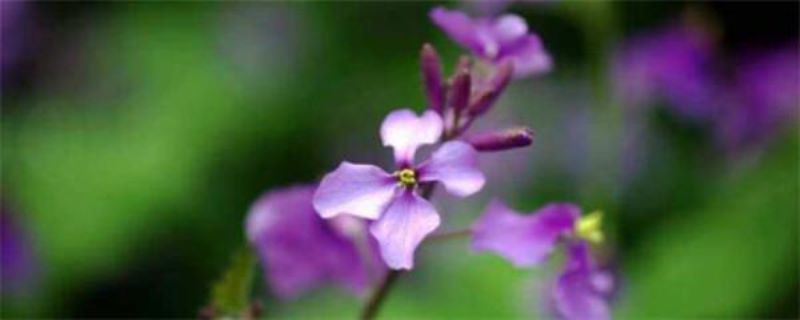 二月兰种植时间和方法「二月兰种植时间和方法-」