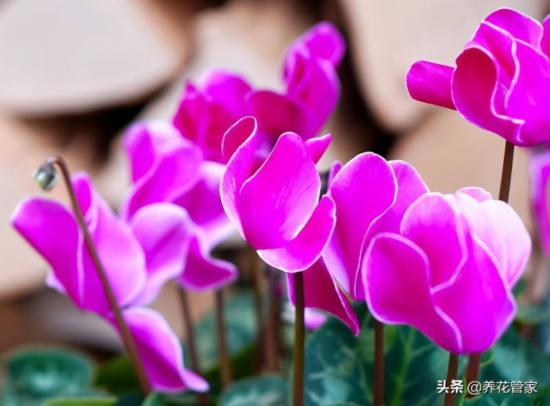 二月开什么花的最好「二月开什么花的最好看」