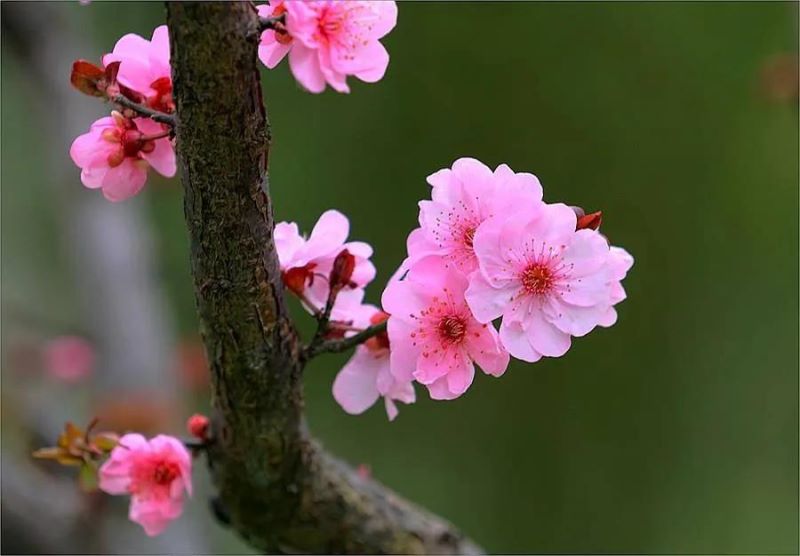 二月开的是什么花「二月开的是什么花-」